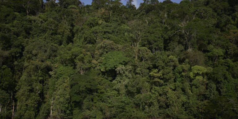 temperaturas-extremas-ameacam-areas-preservadas-da-amazonia