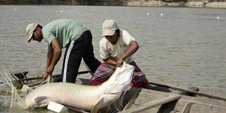 Pesquisa inédita com genoma protege espécies de peixes da Amazônia pesquisa-inedita-com-genoma-protege-especies-de-peixes-da-amazonia