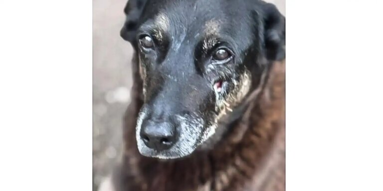 Adolescentes suspeitos de matar o cão Orelha voltam ao Brasil adolescentes-suspeitos-de-matar-o-cao-orelha-voltam-ao-brasil