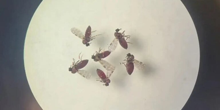 Estudo explica diferença de sintomas entre febre do Oropouche e dengue estudo-explica-diferenca-de-sintomas-entre-febre-do-oropouche-e-dengue