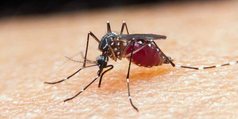 sus-comeca-a-usar-medicamento-contra-a-malaria-em-criancas