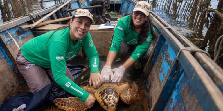 Tartarugas-cabeçudas reaparecem na Baía de Guanabara tartarugas-cabecudas-reaparecem-na-baia-de-guanabara