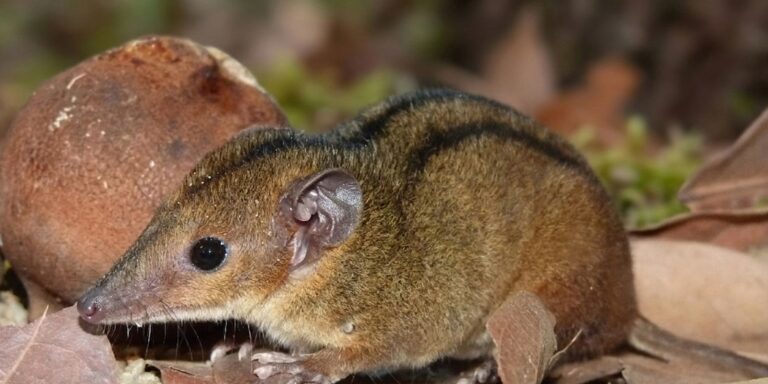 Pesquisadores descobrem nova espécie de marsupial exclusiva do RJ pesquisadores-descobrem-nova-especie-de-marsupial-exclusiva-do-rj