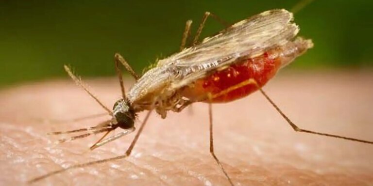 Cientistas da Fiocruz podem produzir vacina completa contra a malária cientistas-da-fiocruz-podem-produzir-vacina-completa-contra-a-malaria