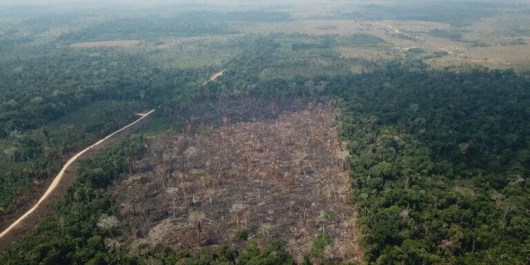 amazonia-registra-queda-de-35%-nos-alertas-de-desmatamento-em-junho