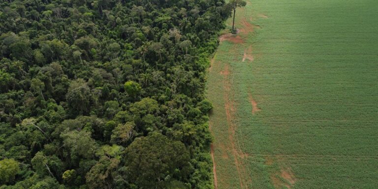 MapBiomas: área queimada na Amazônia atinge menor nível da história mapbiomas:-area-queimada-na-amazonia-atinge-menor-nivel-da-historia