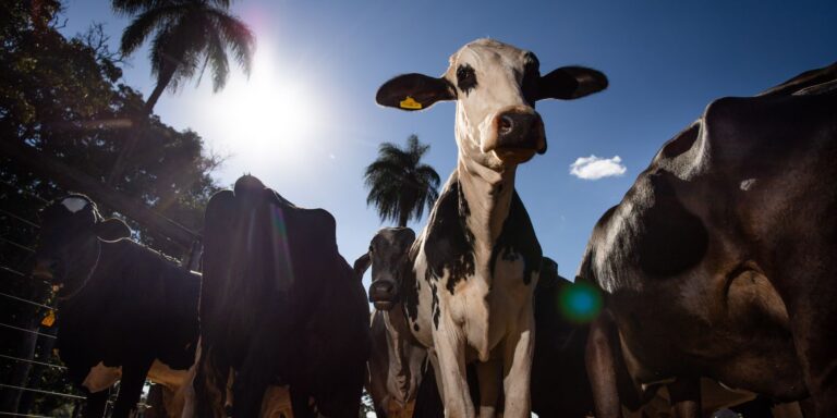 parceiro-estrategico,-marrocos-suspende-tarifa-de-importacao-de-carnes