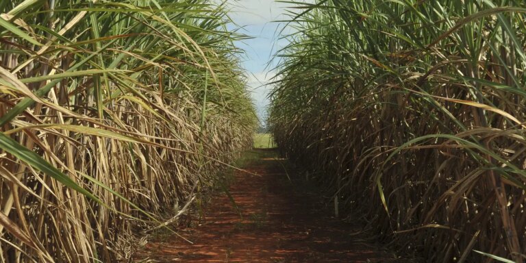 Safra de cana-de-açúcar deve crescer 4,7% em relação ao ano de 2025 safra-de-cana-de-acucar-deve-crescer-4,7%-em-relacao-ao-ano-de-2025