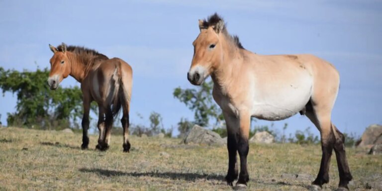 takhi,-o-cavalo-selvagem-que-virou-simbolo-de-restauracao-na-mongolia