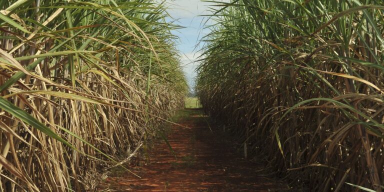 Conselho eleva limite de remuneração do Eco Invest Brasil conselho-eleva-limite-de-remuneracao-do-eco-invest-brasil
