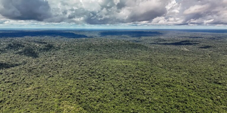 reino-unido-anuncia-400-mi-de-libras-para-fundo-florestas-tropicais