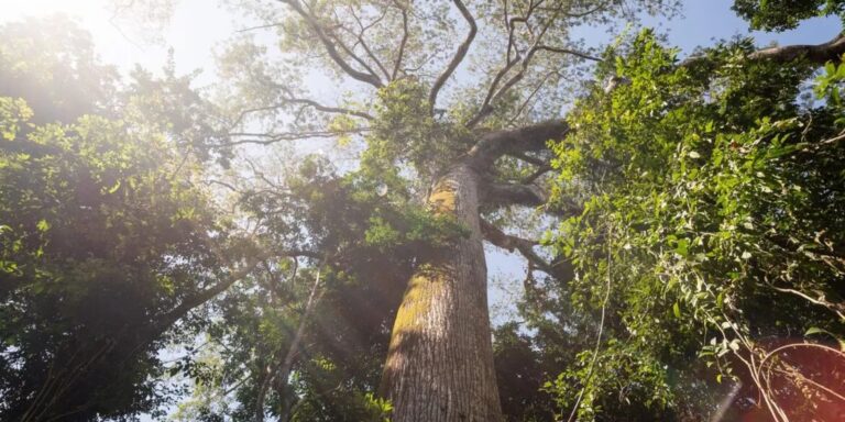 El Niño intensifica calor e reduz chuva em área preservada na Amazônia el-nino-intensifica-calor-e-reduz-chuva-em-area-preservada-na-amazonia