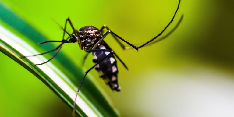 Autoridades de saúde intensificam ações de combate ao Aedes aegypti autoridades-de-saude-intensificam-acoes-de-combate-ao-aedes-aegypti