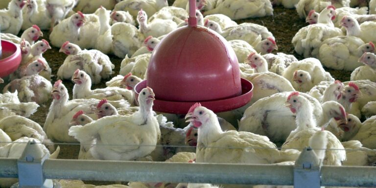 uniao-europeia-pode-retomar-compra-de-frango-e-mel-do-brasil