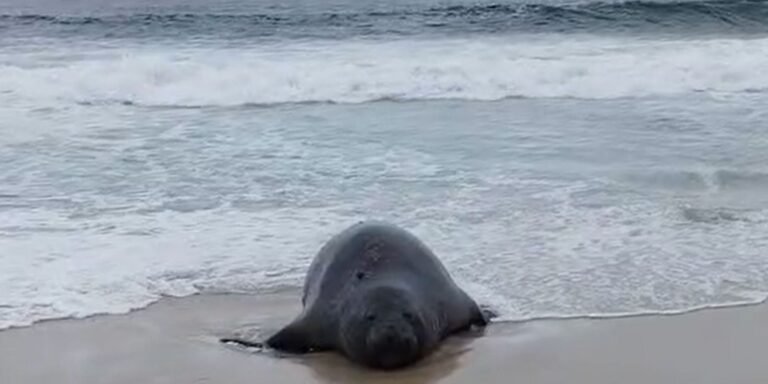Elefante-marinho atrai atenção de banhistas em praia do Rio elefante-marinho-atrai-atencao-de-banhistas-em-praia-do-rio