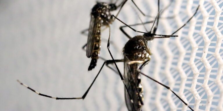 aedes-aegypti:-quase-metade-dos-municipios-esta-em-alerta-ou-risco